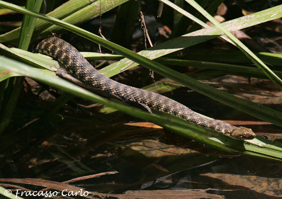 Natrice tessellata?